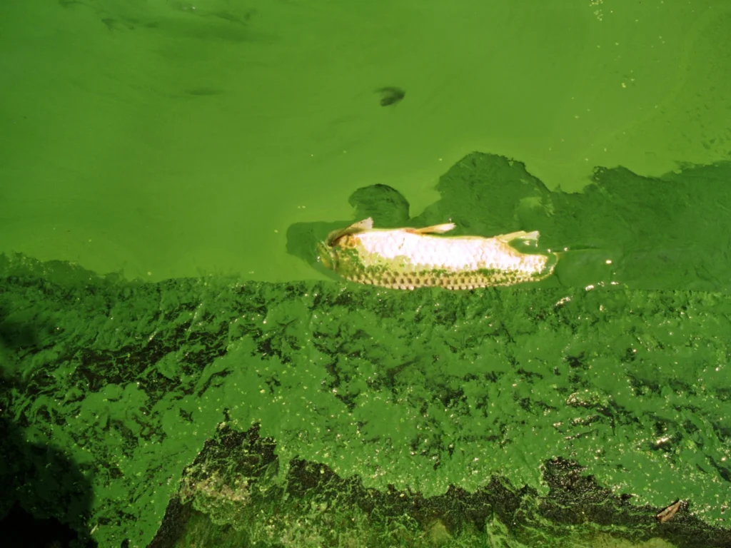 Harmful Algal Blooms