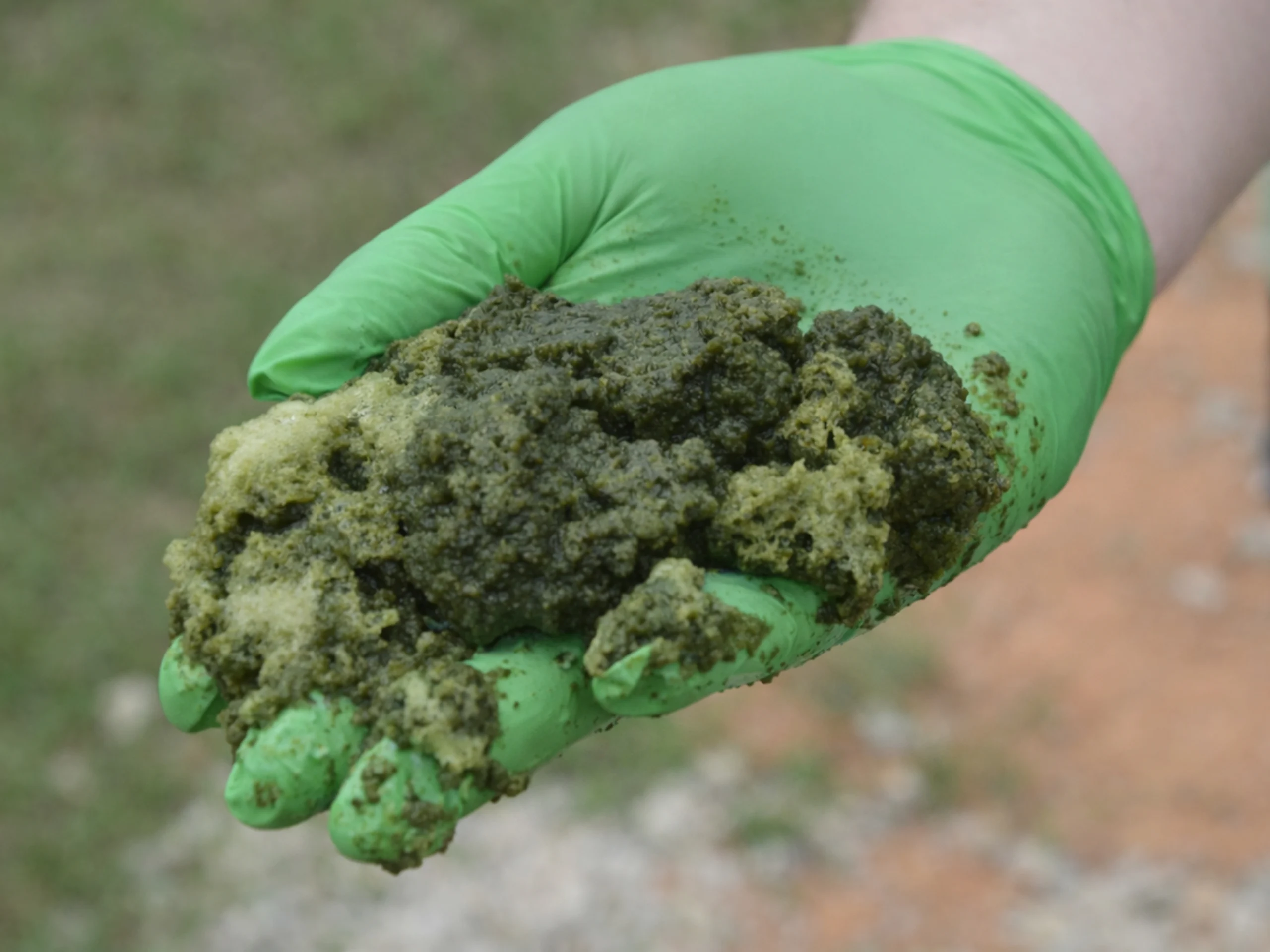 Image 4.3_Algae Harvesting_5